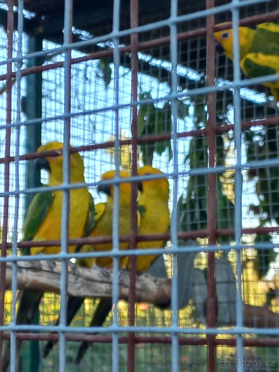 Aratinga sluneční - 3