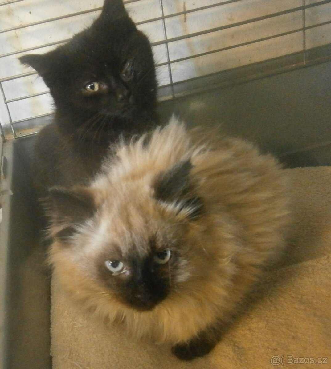 Černý hodný medvídek 3měsíční Míša - 3