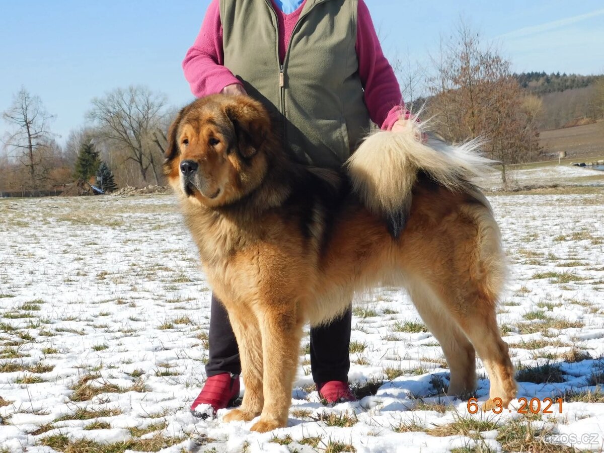 Tibetská doga štěňata s PP (FCI) 2025/26 dva vrhy - 3