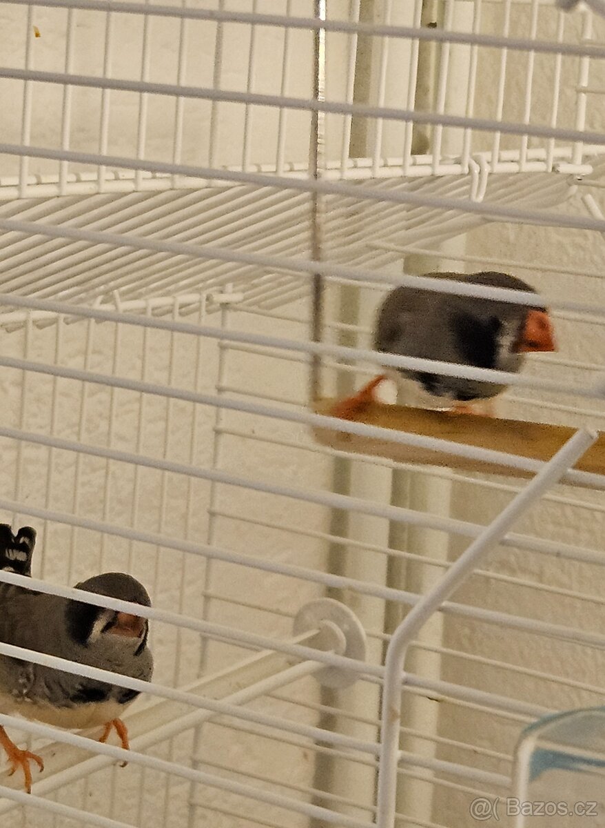 Mladé zebřičky - 3