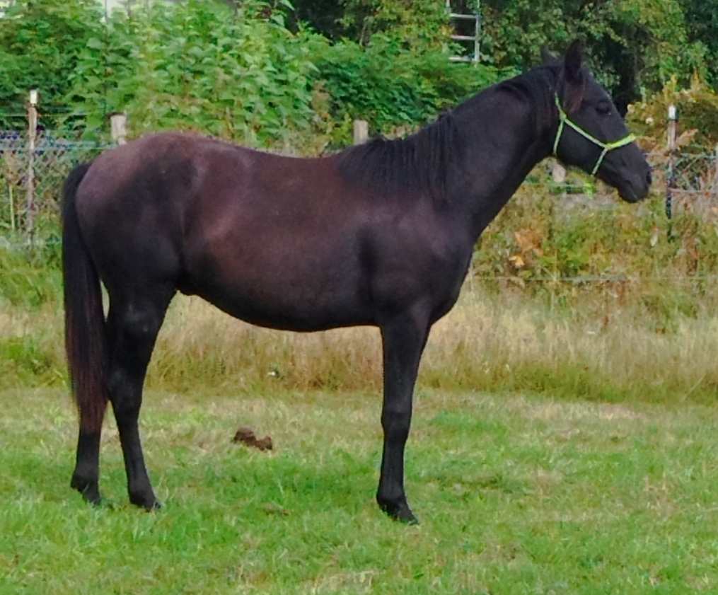 Lusitano x Welsh B - 3