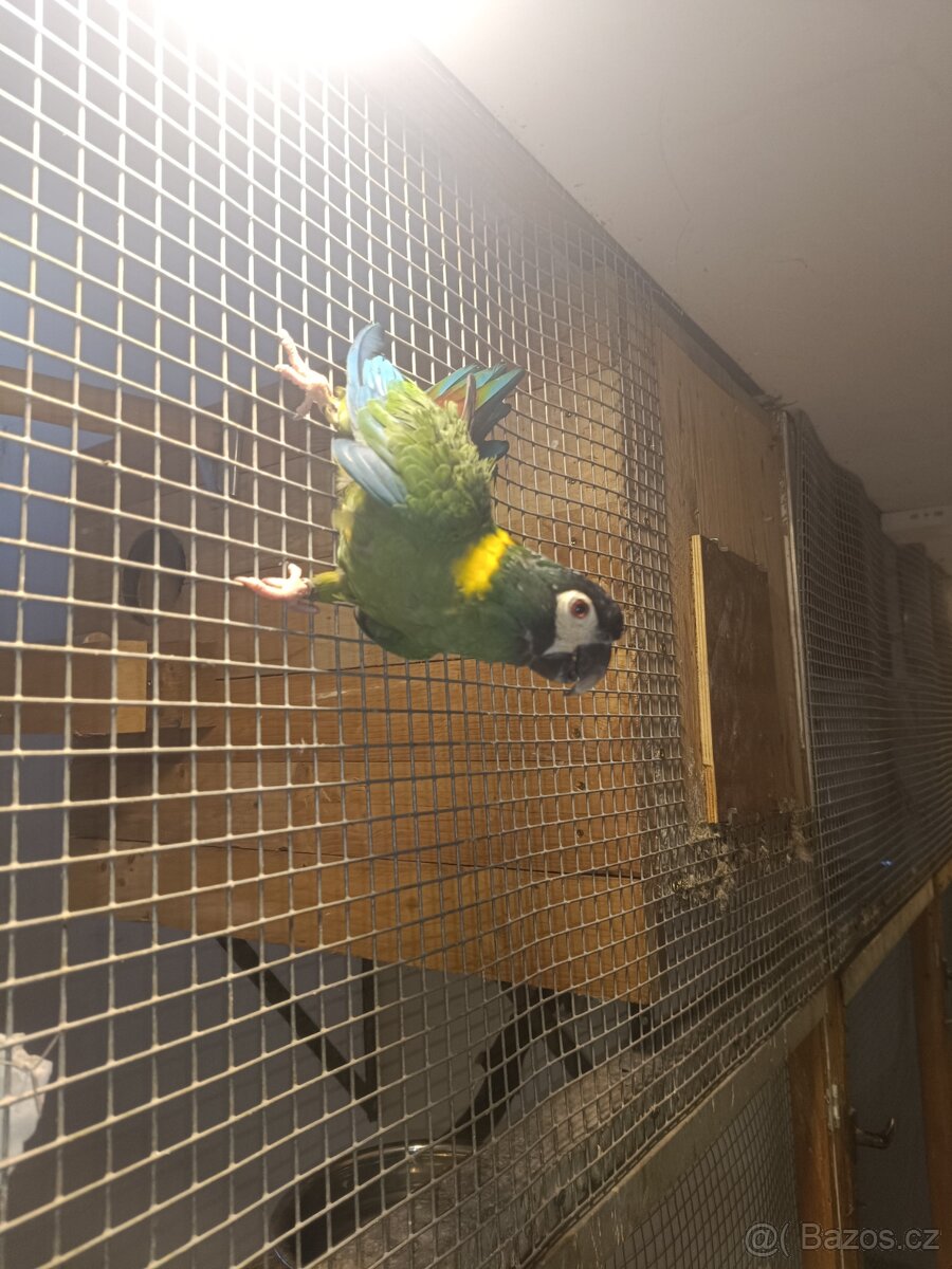 Ara zlutokrky - 3