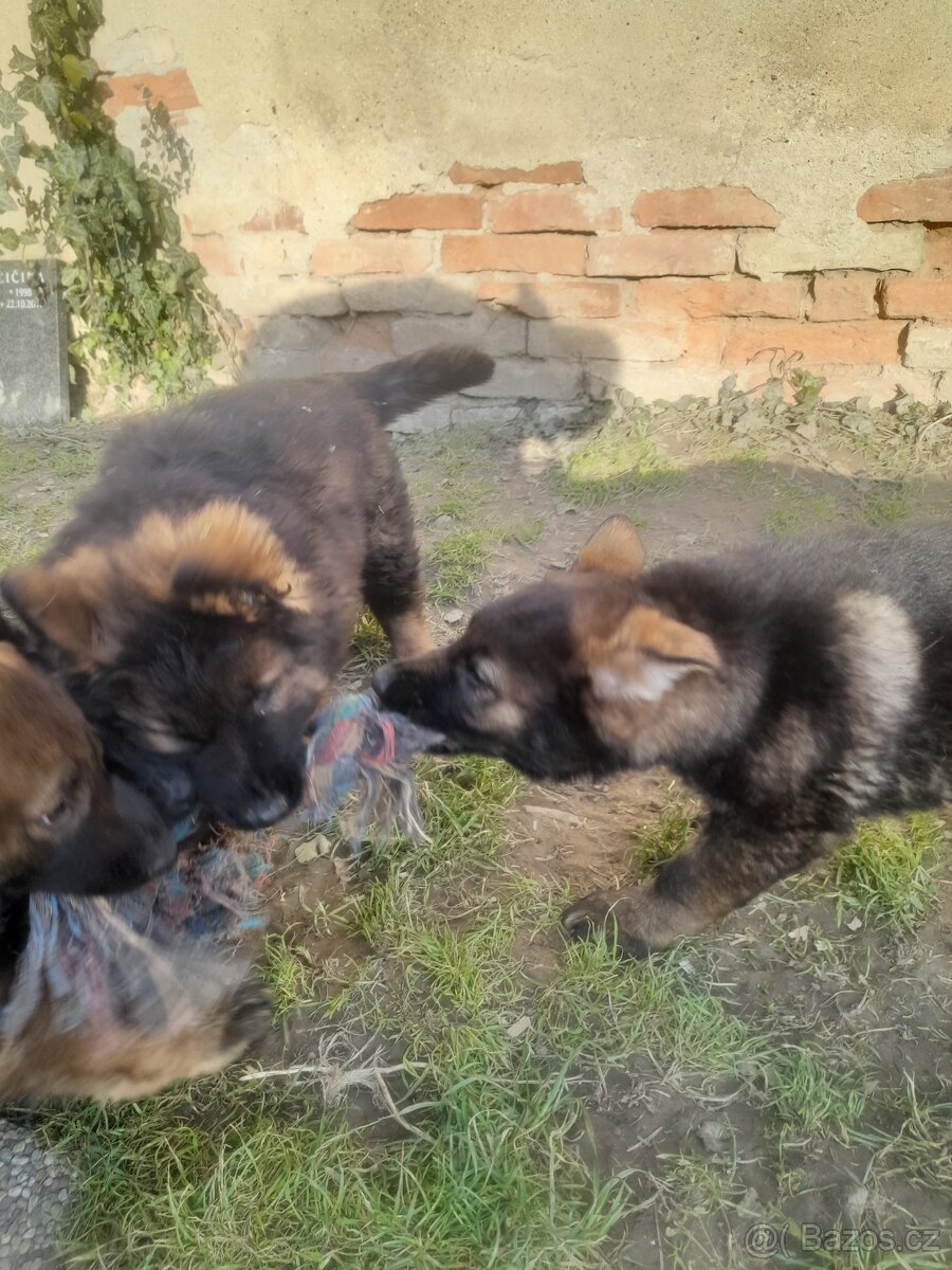 Německý ovčák - 3