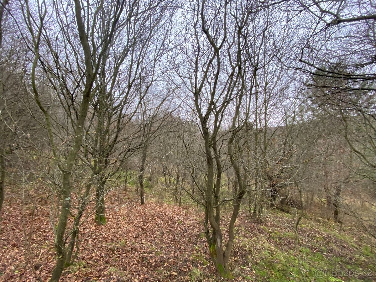 Lesní pozemek Šarovy - 3