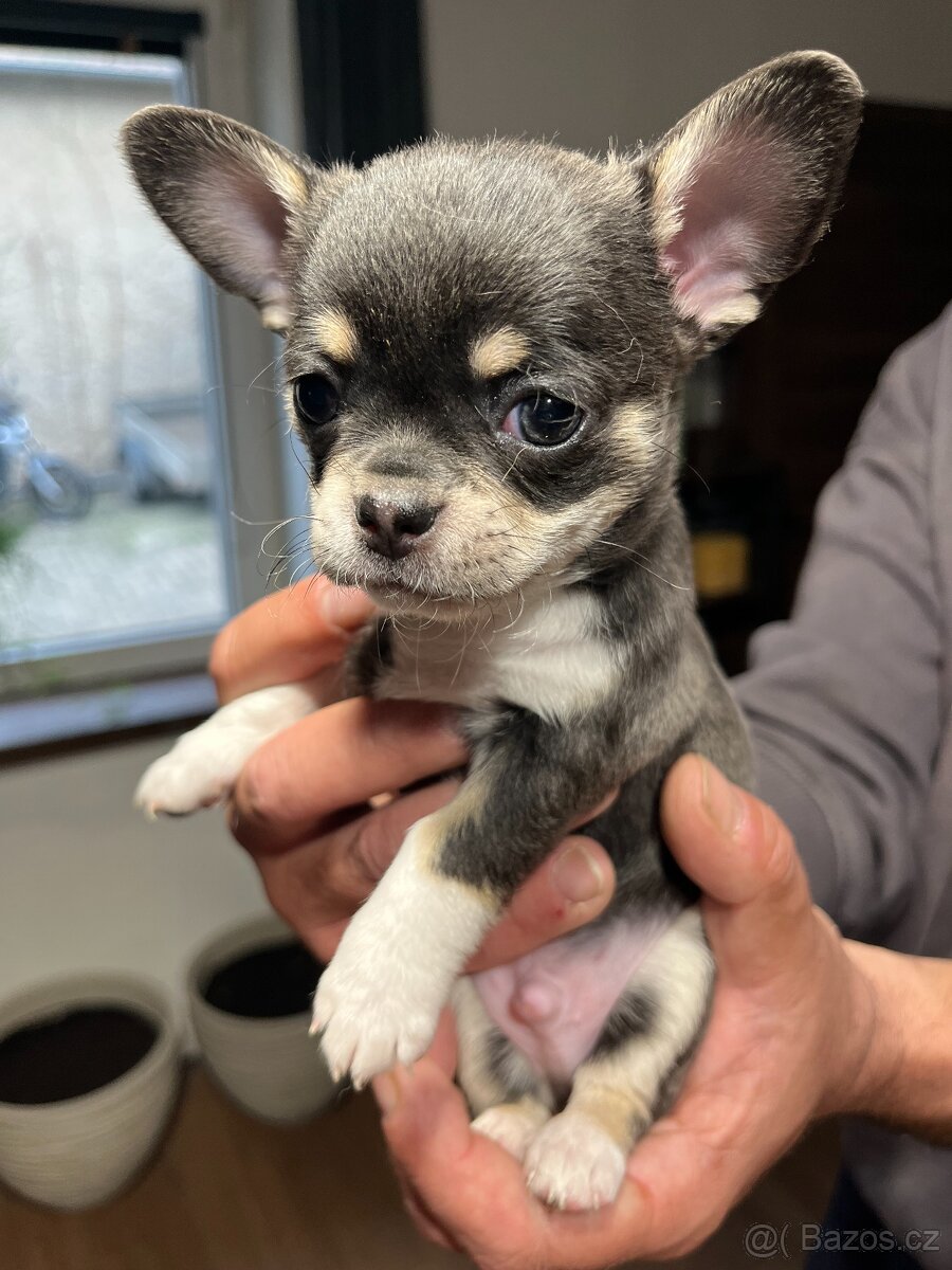 ČIVAVA KRÁTKOSRSTÁ - 3