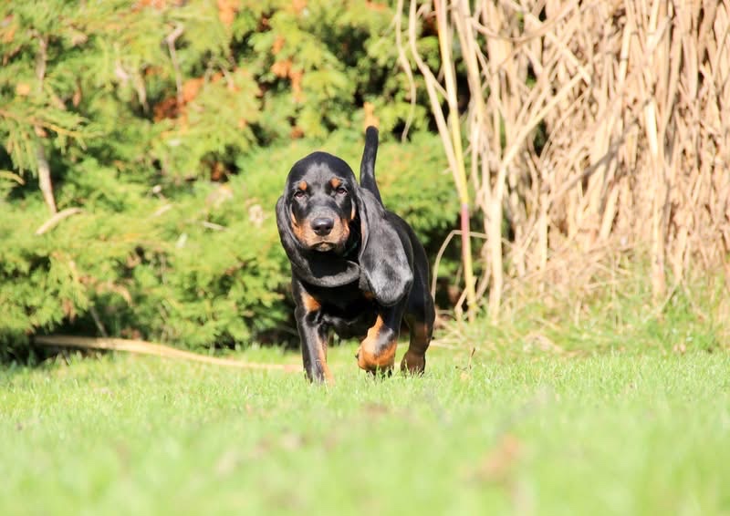 Black and Tan Coonhound s PP FCI - 3