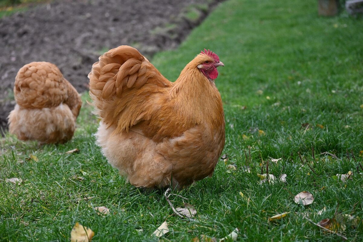 Kohouti orpingtonky - 3