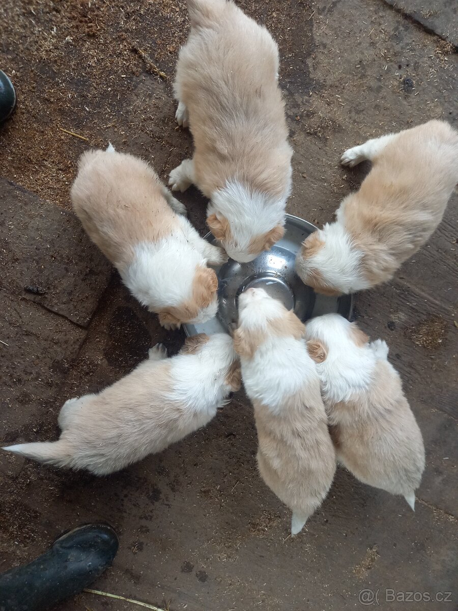 Border kolie - krytí pro feny s pp - 3