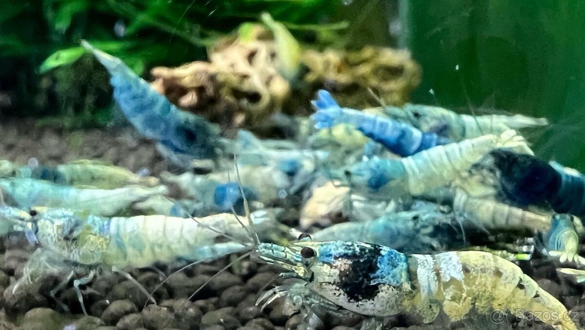 Sladkovodní krevety - 3