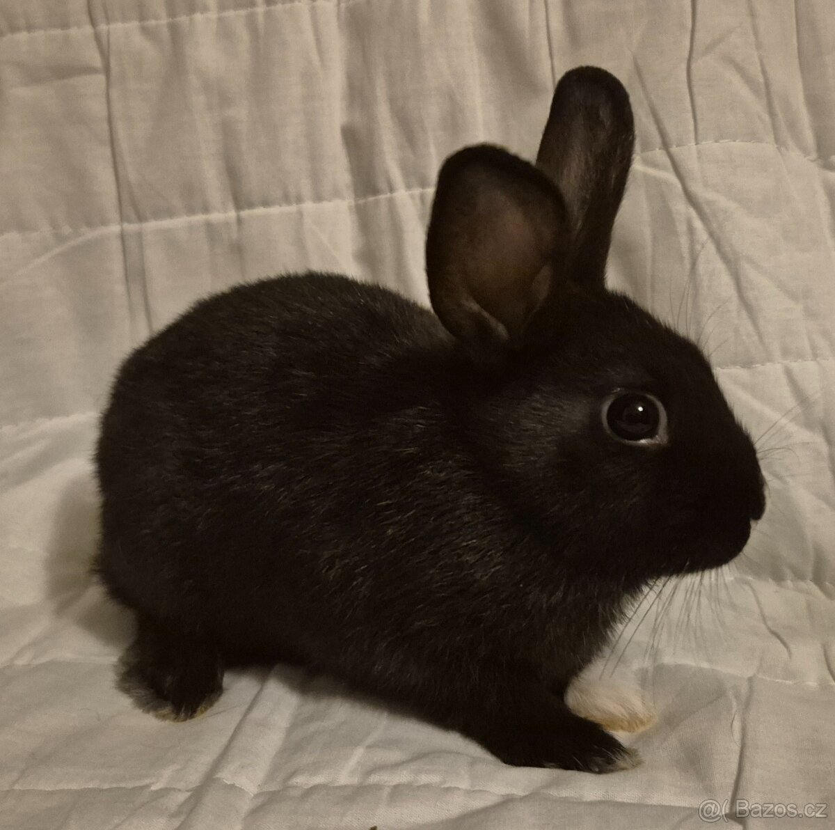 Zakrslý králíček - 3