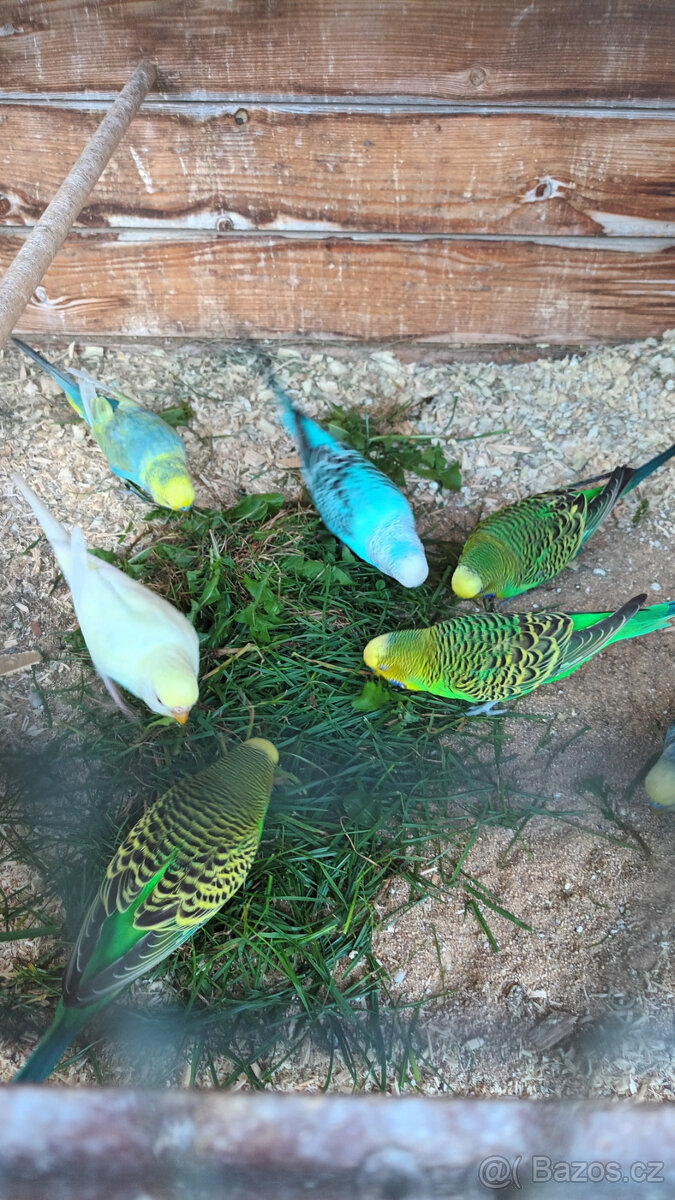 Andulky, mláďata na ochočení i do chovu - 3