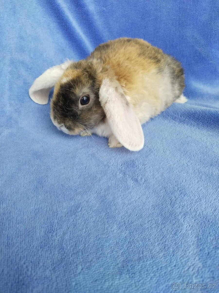 Vymazlení zakrslí králíčci - teddy, minilop, beranek - 3