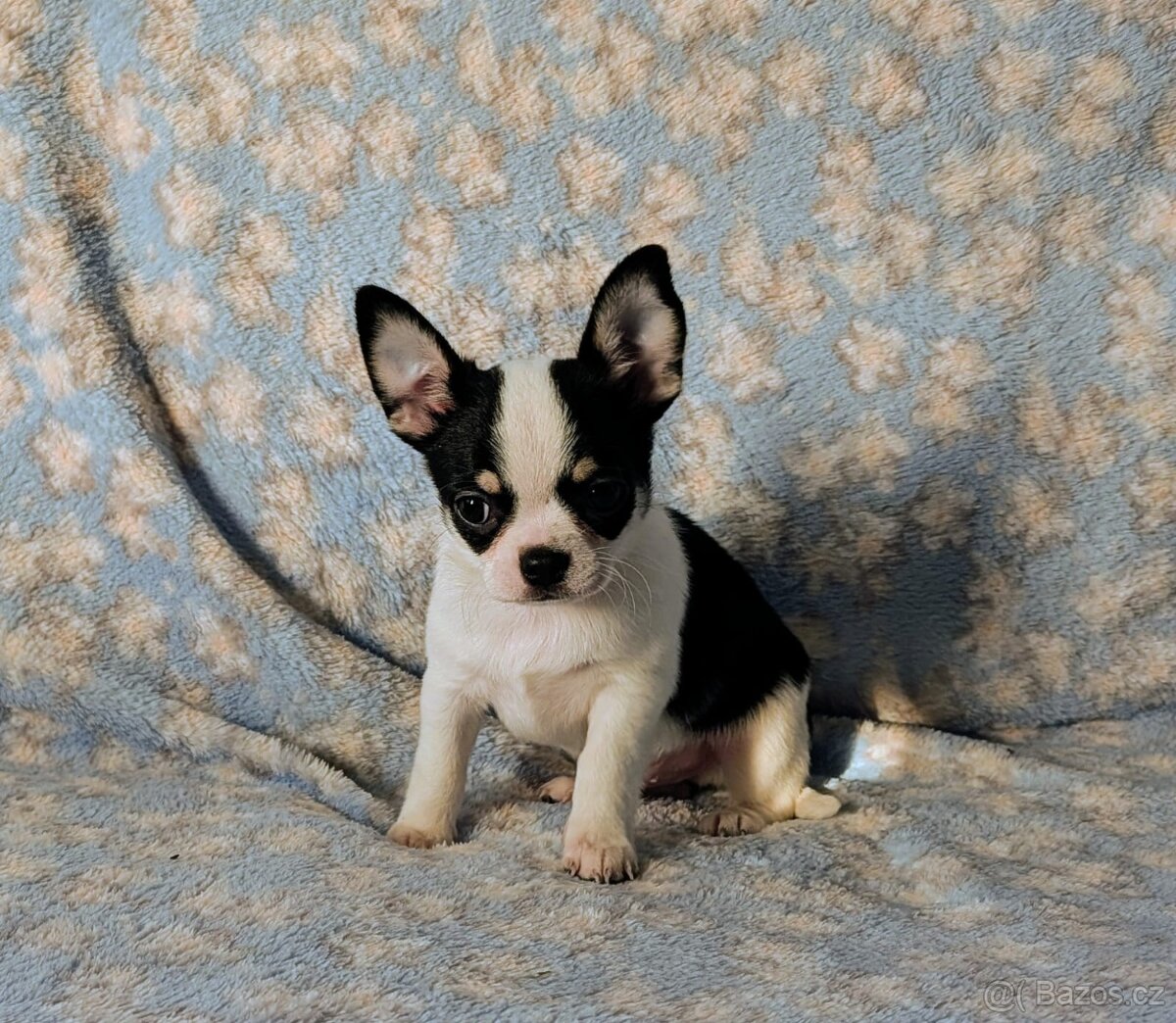 Čivava krátkosrstá s PP- pejsci - 3