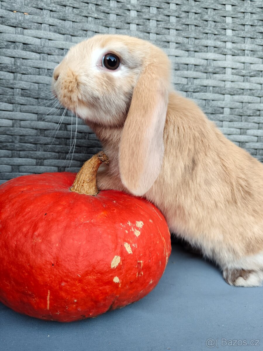 Zakrslý králík, králíček, beránek samec Rybízek - 3