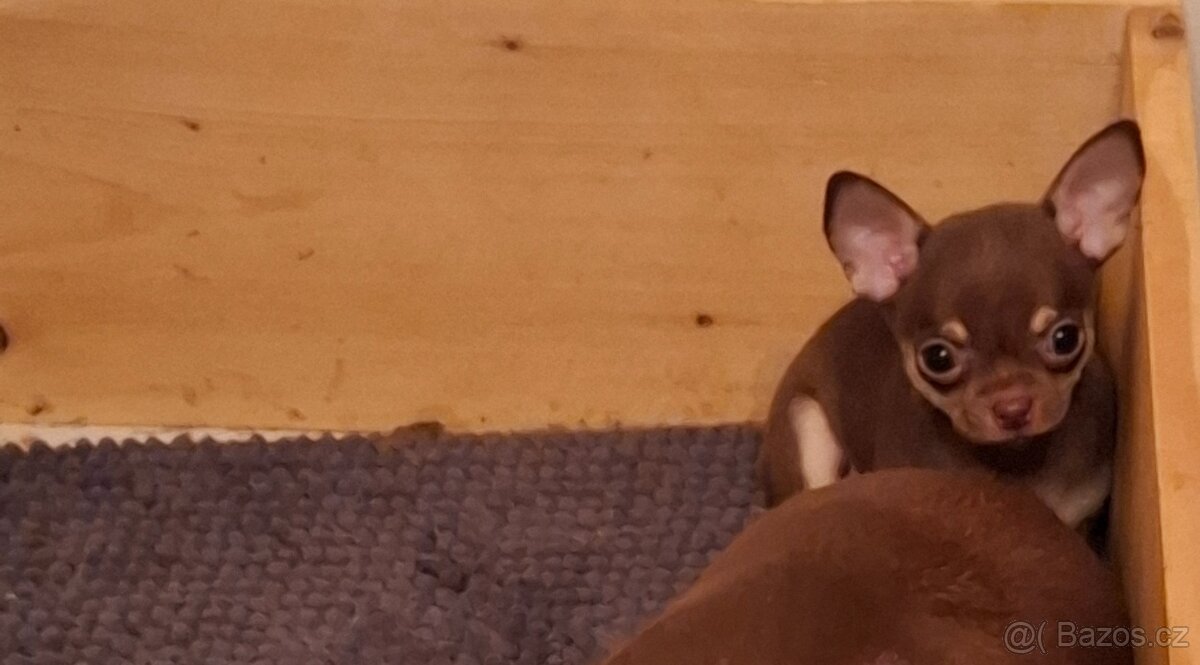 čivava čokoládové šteniatka - 3