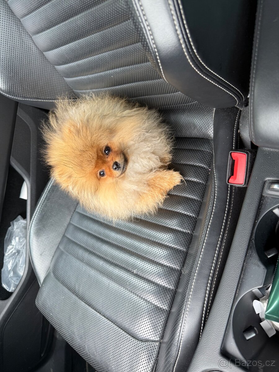 Pomeranian ke krytí - 3
