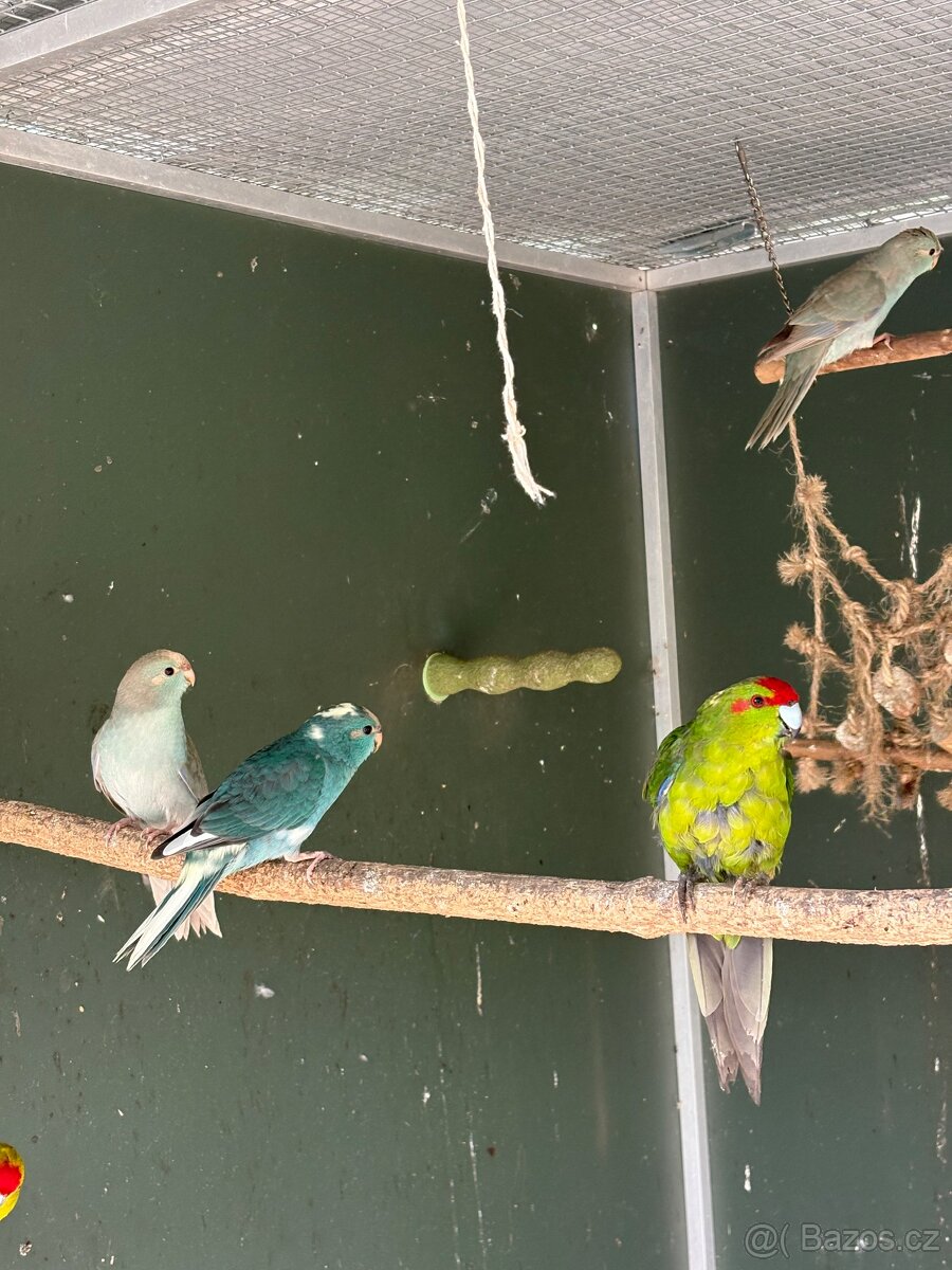 Kakariki - 3