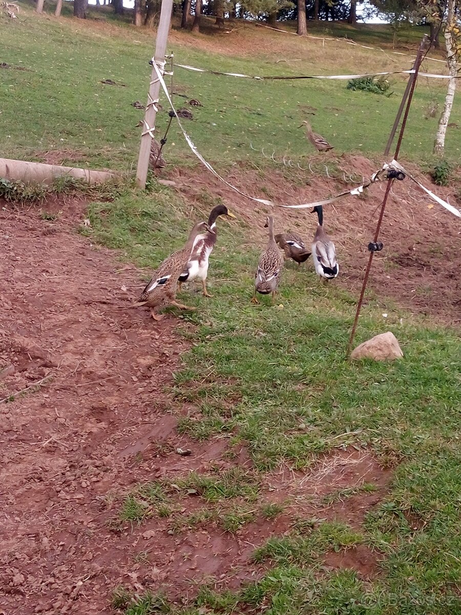 Indický běžec kačer - 3