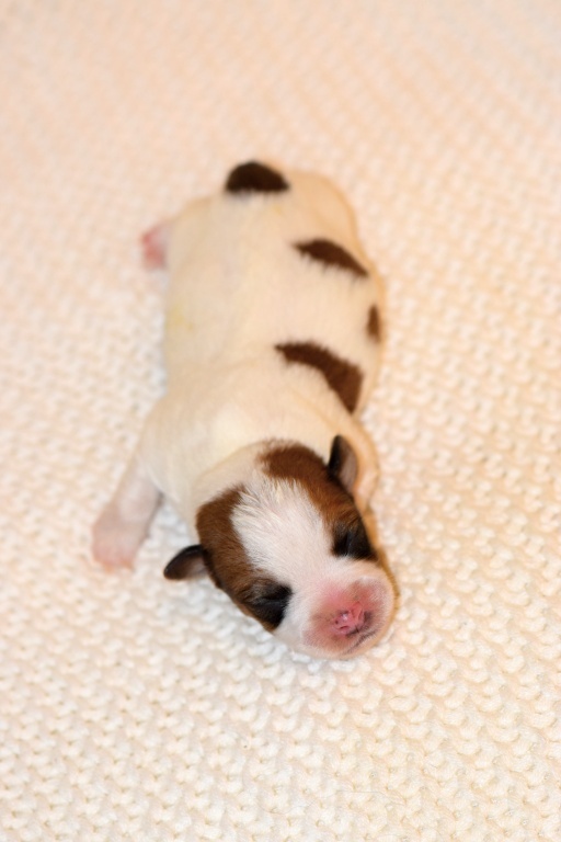 Jack Russel teriér s PP - 3