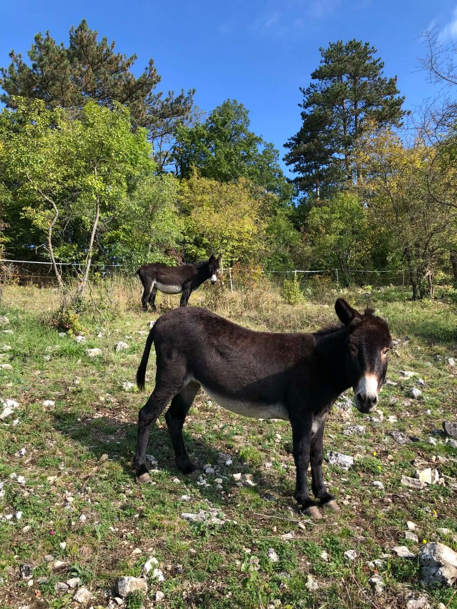 sháníme ponyho pro výpas v CHKO - 3
