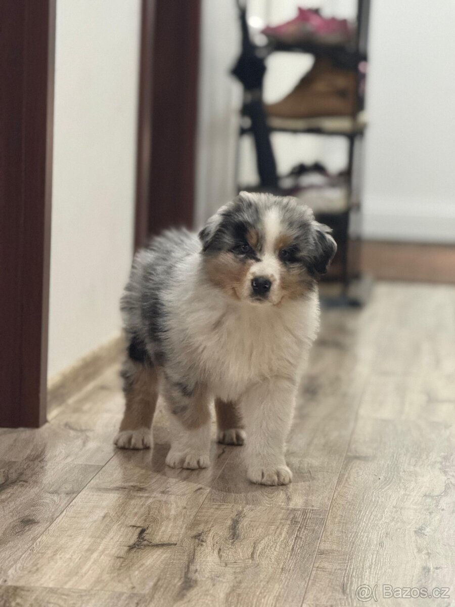 Australsky ovcak s PP - 3