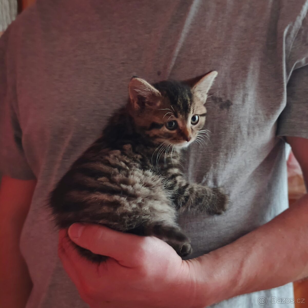 Daruji krásná hravá koťátka - 3