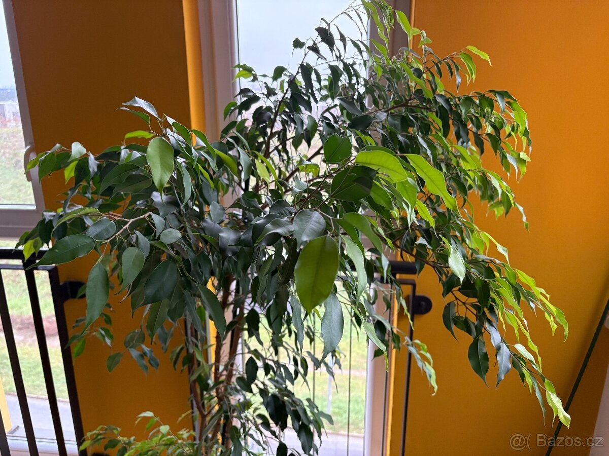 K prodeji velký Ficus benjamina – 20 let pěstování - 3