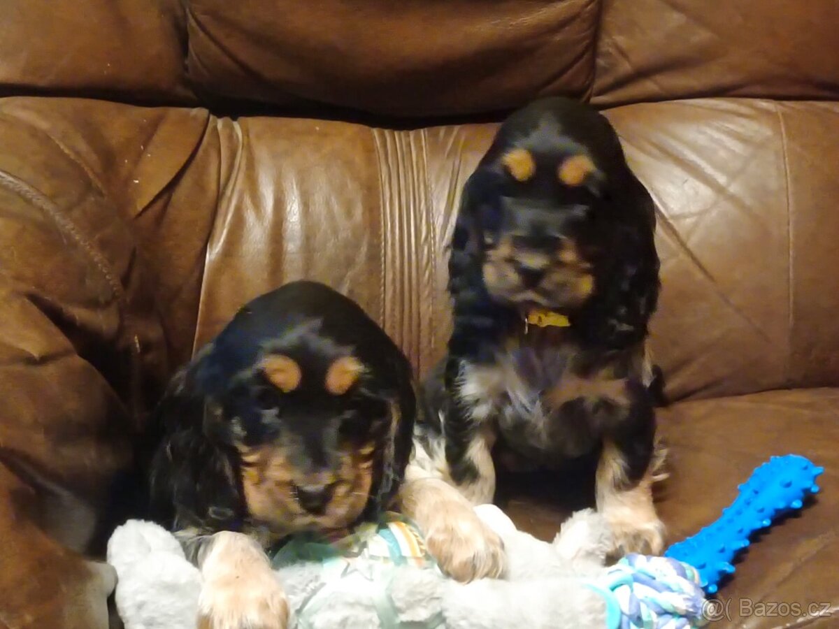 Anglický kokršpaněl barevný holky i kluci - 3