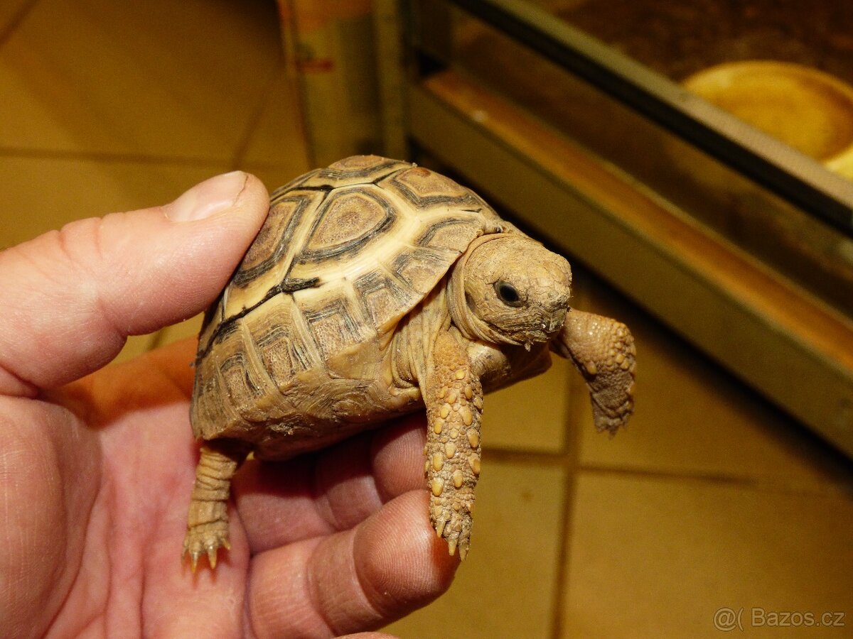 Želva pardálí (Stigmochelys pardalis babcockii) - 3