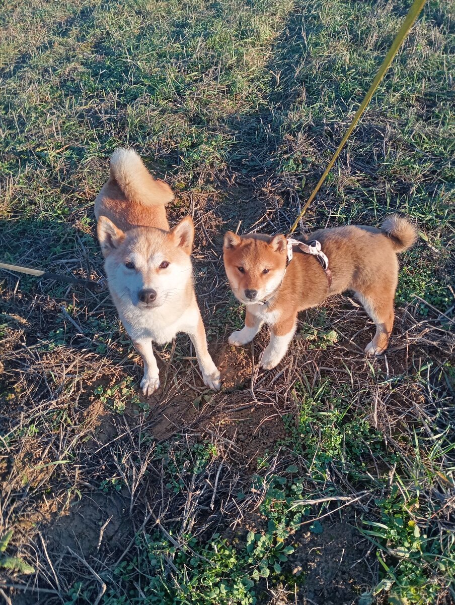 Shiba Inú s PP Fci - 3