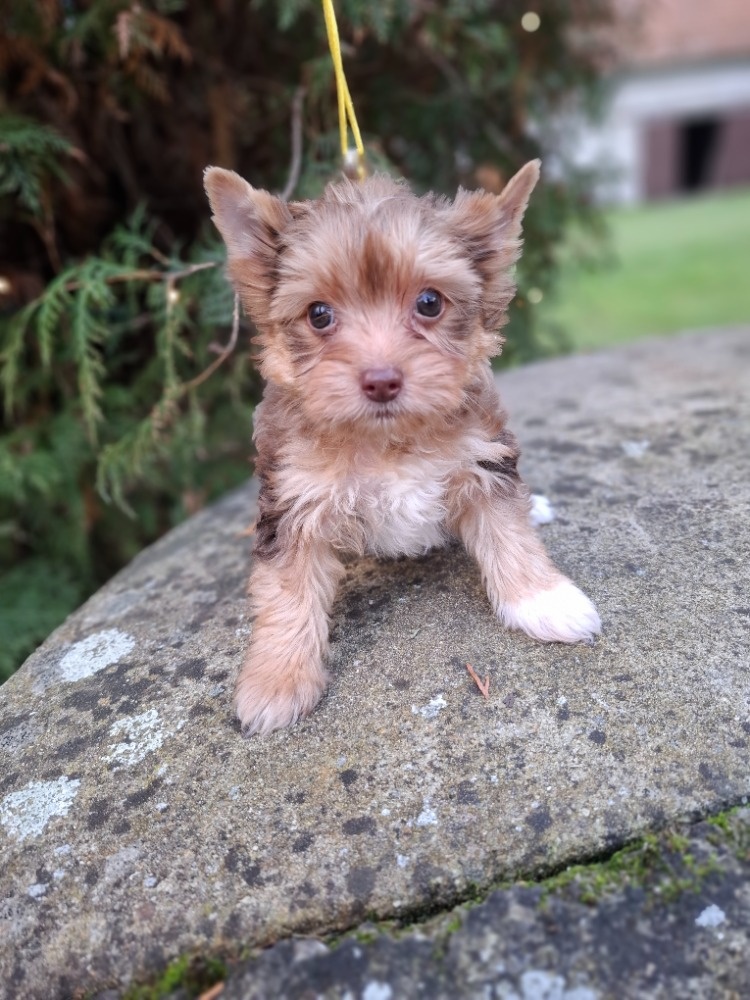 Jorkšírský terier - Yorkšírský terier s pp - 3