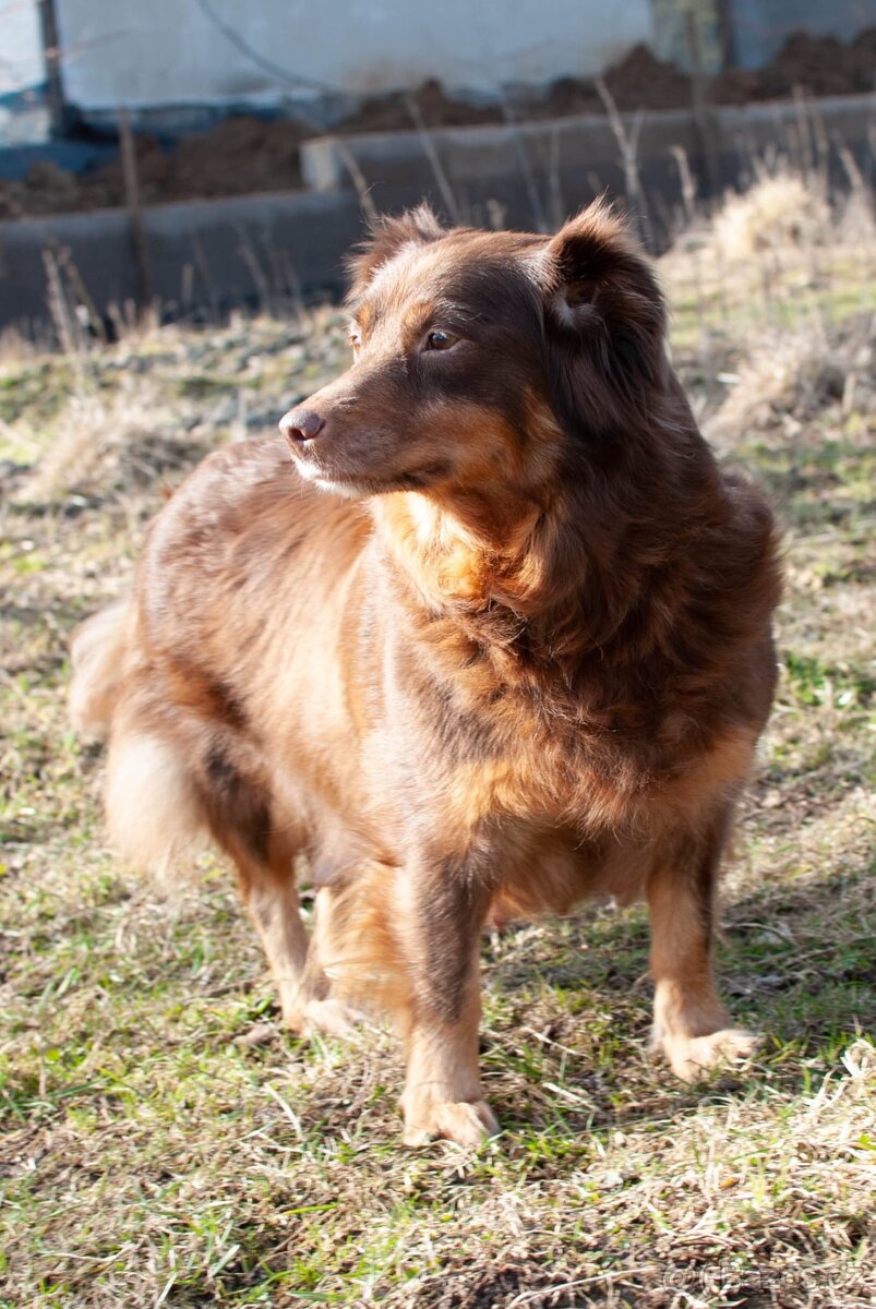 Fenka hledá domov - 3