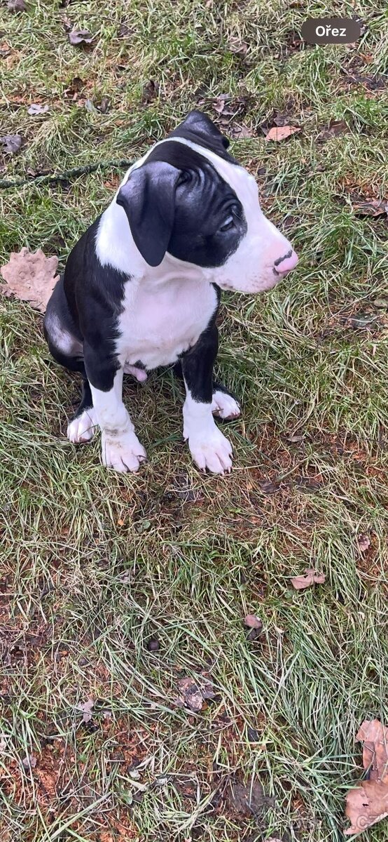 Americký Pittbul - 3