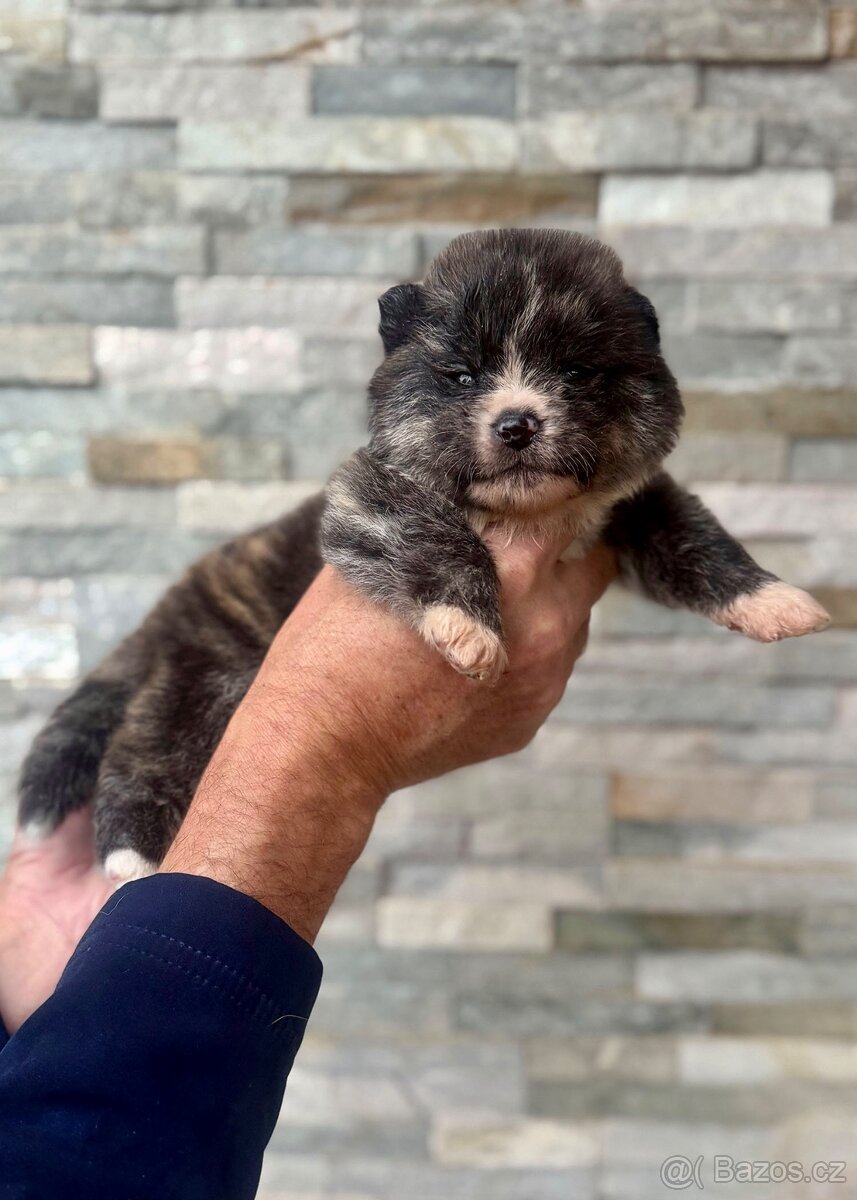 Akita Inu s průkazem původu (PP) - FCI & AKIHO - 3