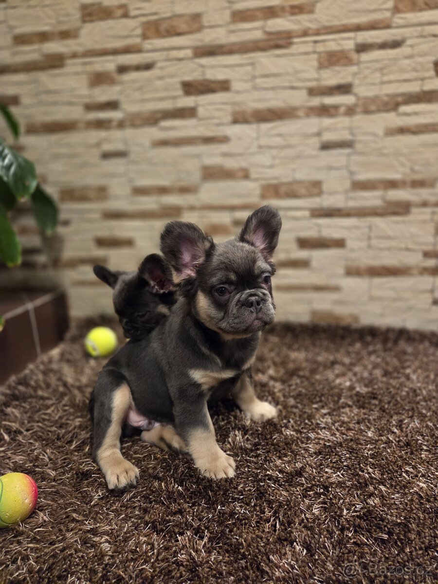 Francouzsky buldoček modry - 3