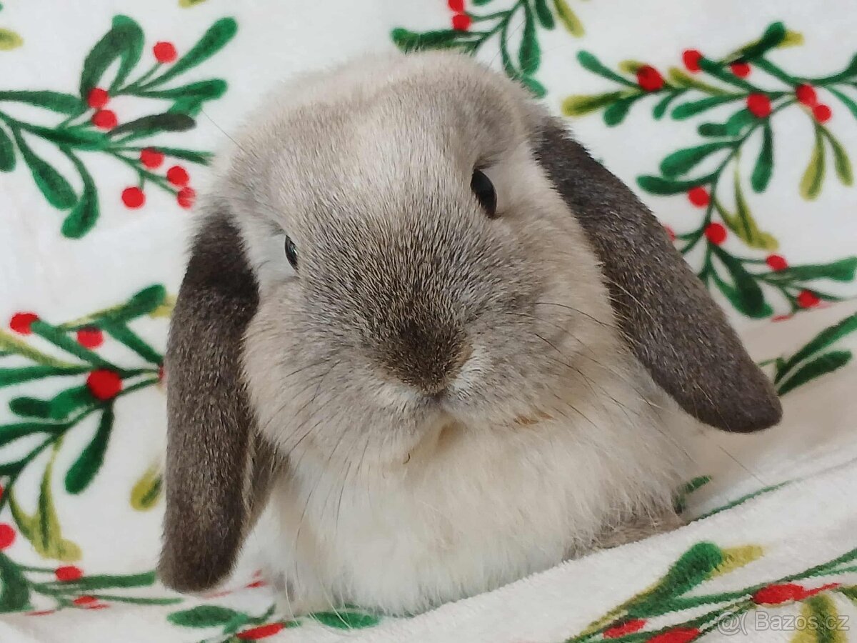 Volná samička - Anglický Zakrslý Beránek MiniLop🍑🧡 - 3