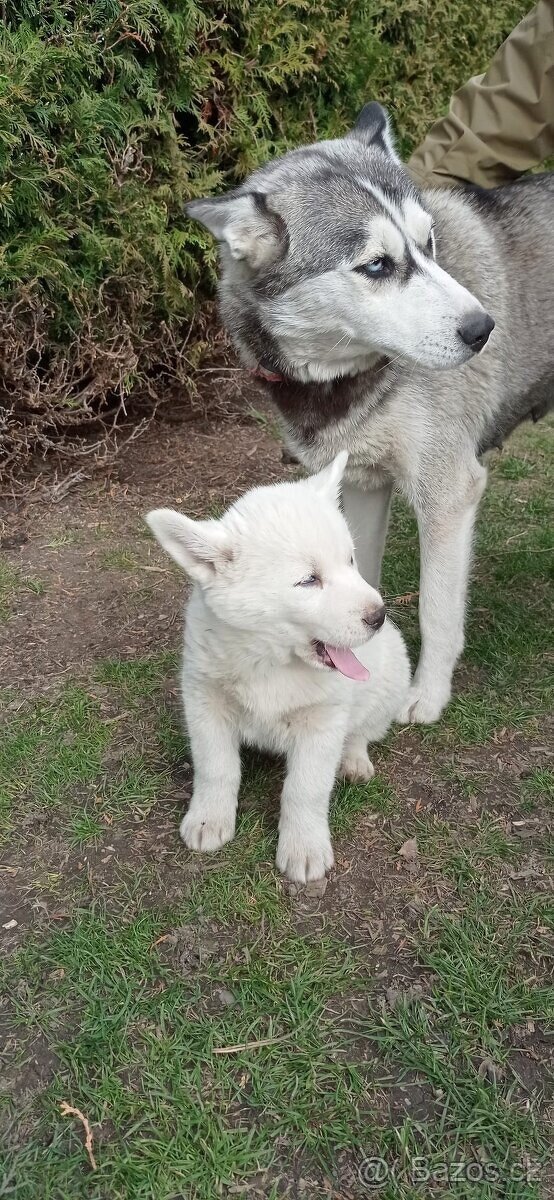 štěnátka Sibiřský Husky - 3