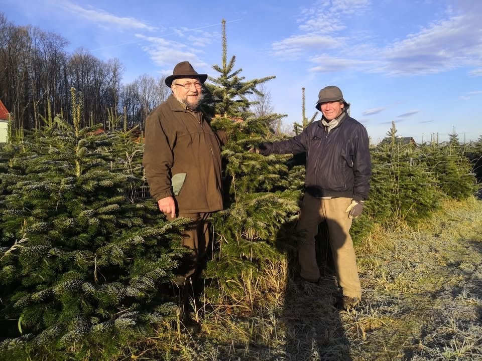 Vánoční stromky přímo z plantáže F-M - 3