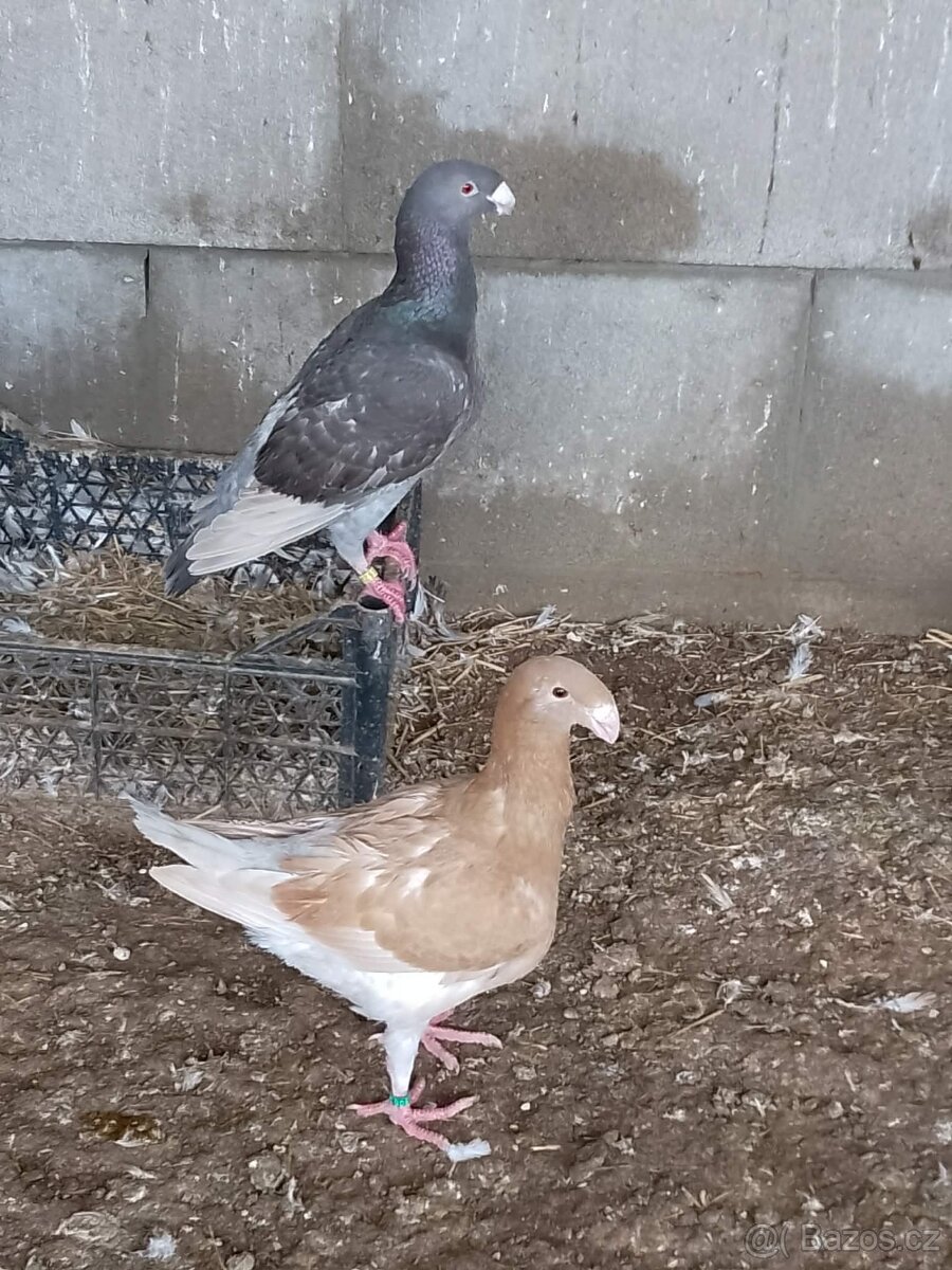 Německý výstavní holub - 3