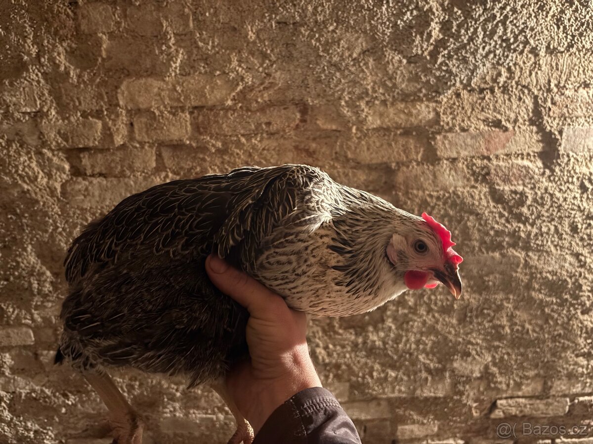 Kuřice 20. Týdnů - 3