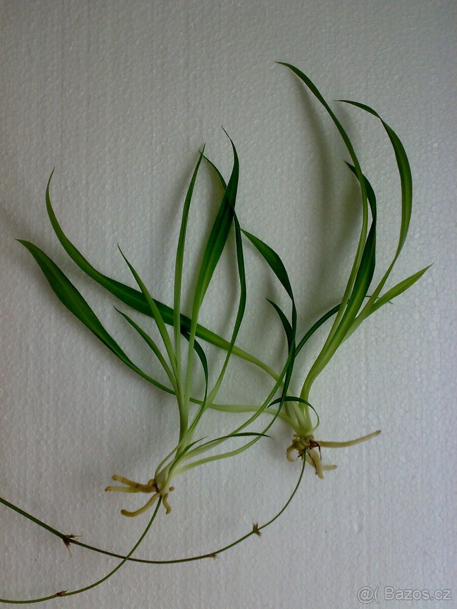 Zelenec - Chlorophytum comosum - Zelený - sazenice - 3