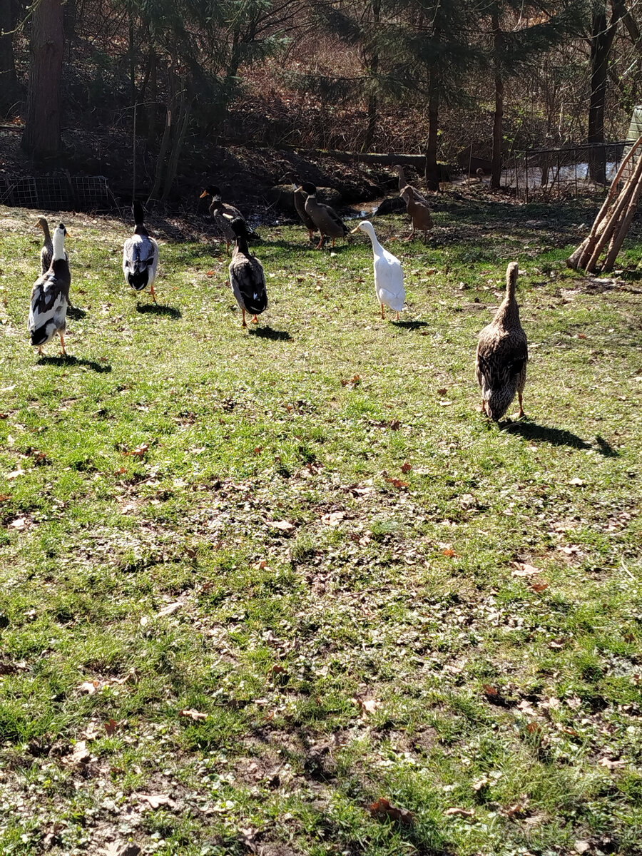 Indický běžec - 3