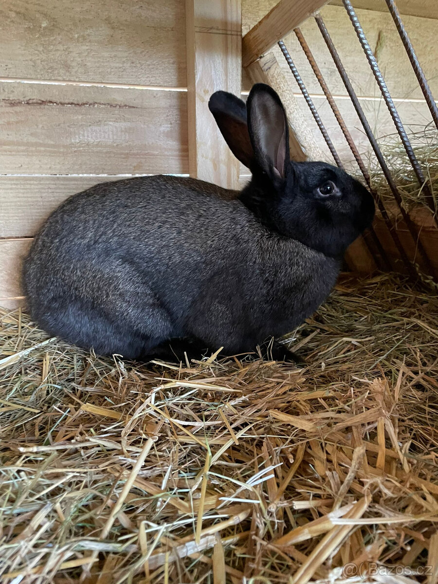 Králík samec Chira/Číra - 3