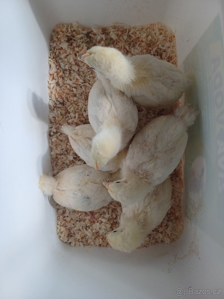 Prodám kuřata Sasexky - 3