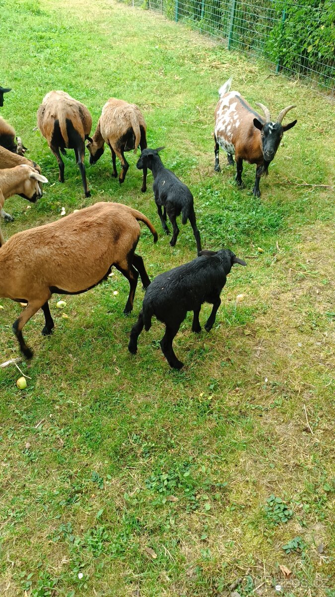 Prodám jehňata kamerunských ovcí - 3