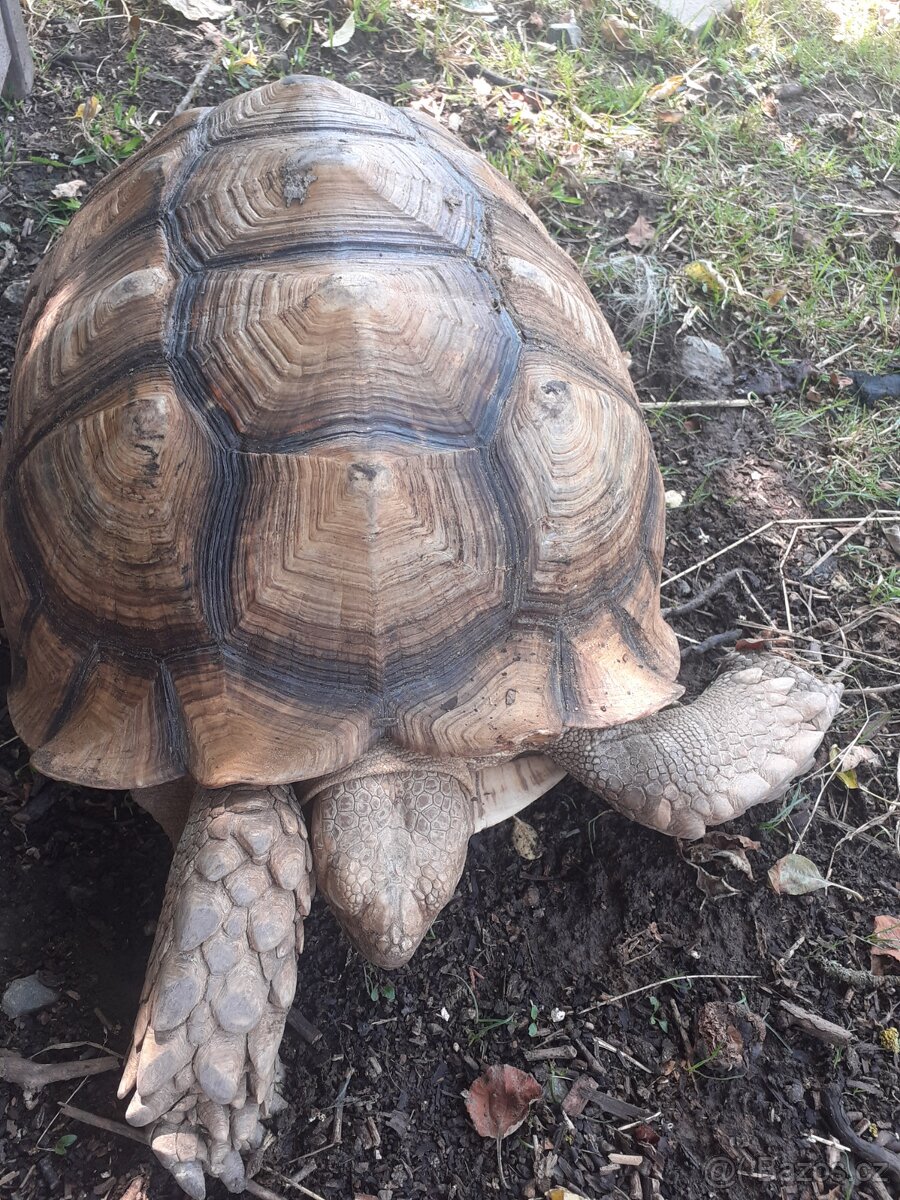 Želva ostruhatá mláďata různé velikosti - 3