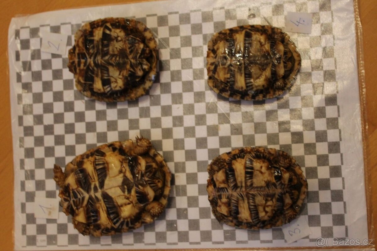 Predám Malacochersus tornieri-Želva skalní - 3