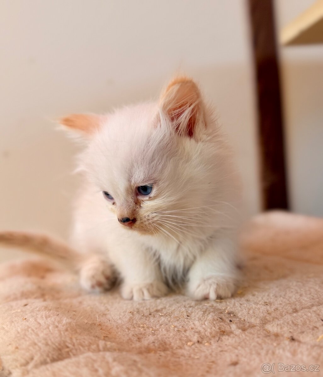 Ragdoll s PP - 3
