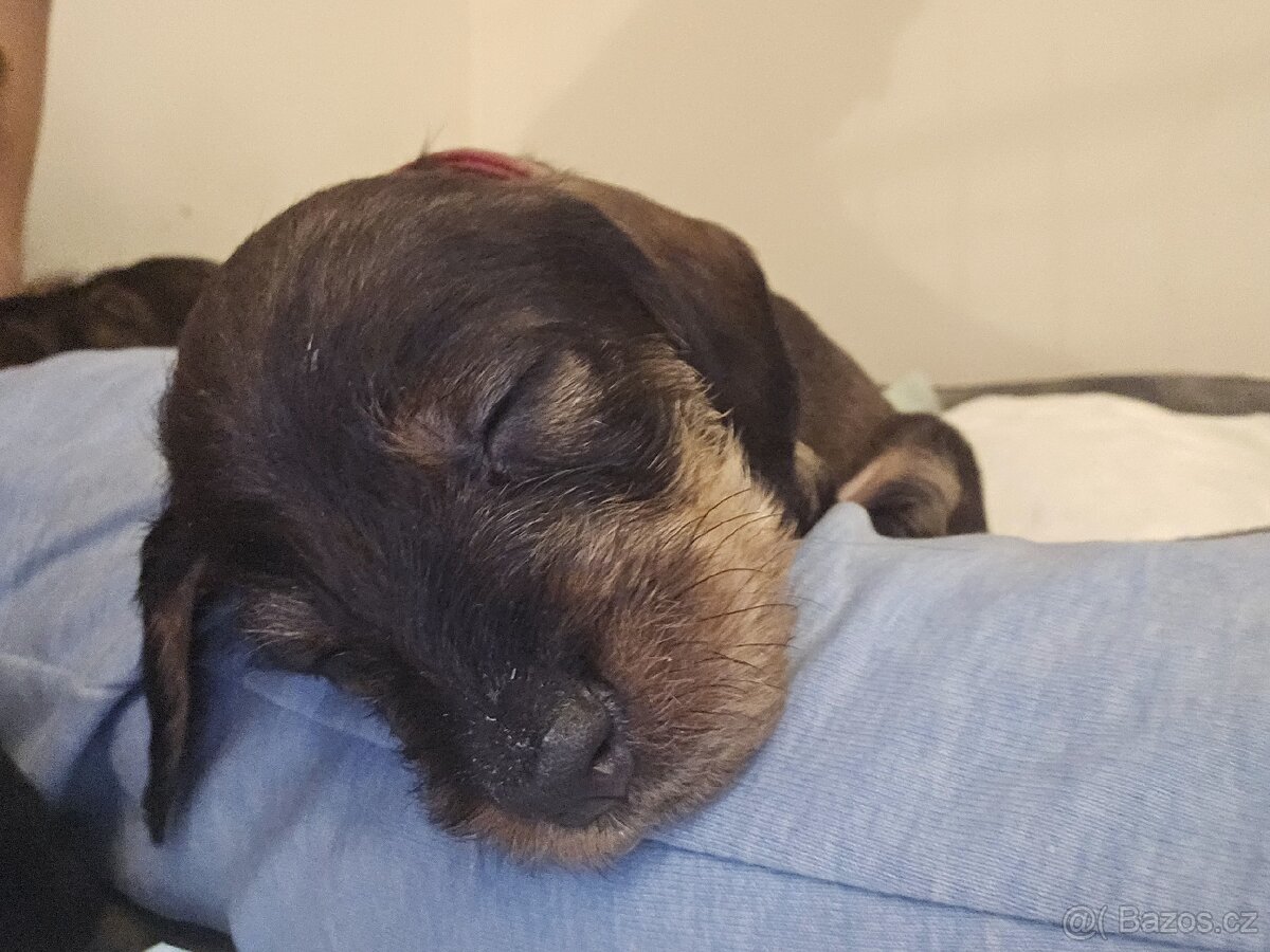 Jezevčík drsnosrstý bez PP s balíčkem jako dárek - 3