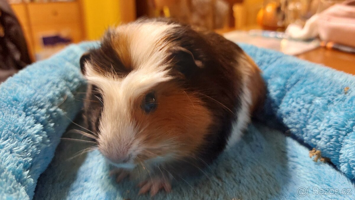 Nabízím morčata samičky - 3